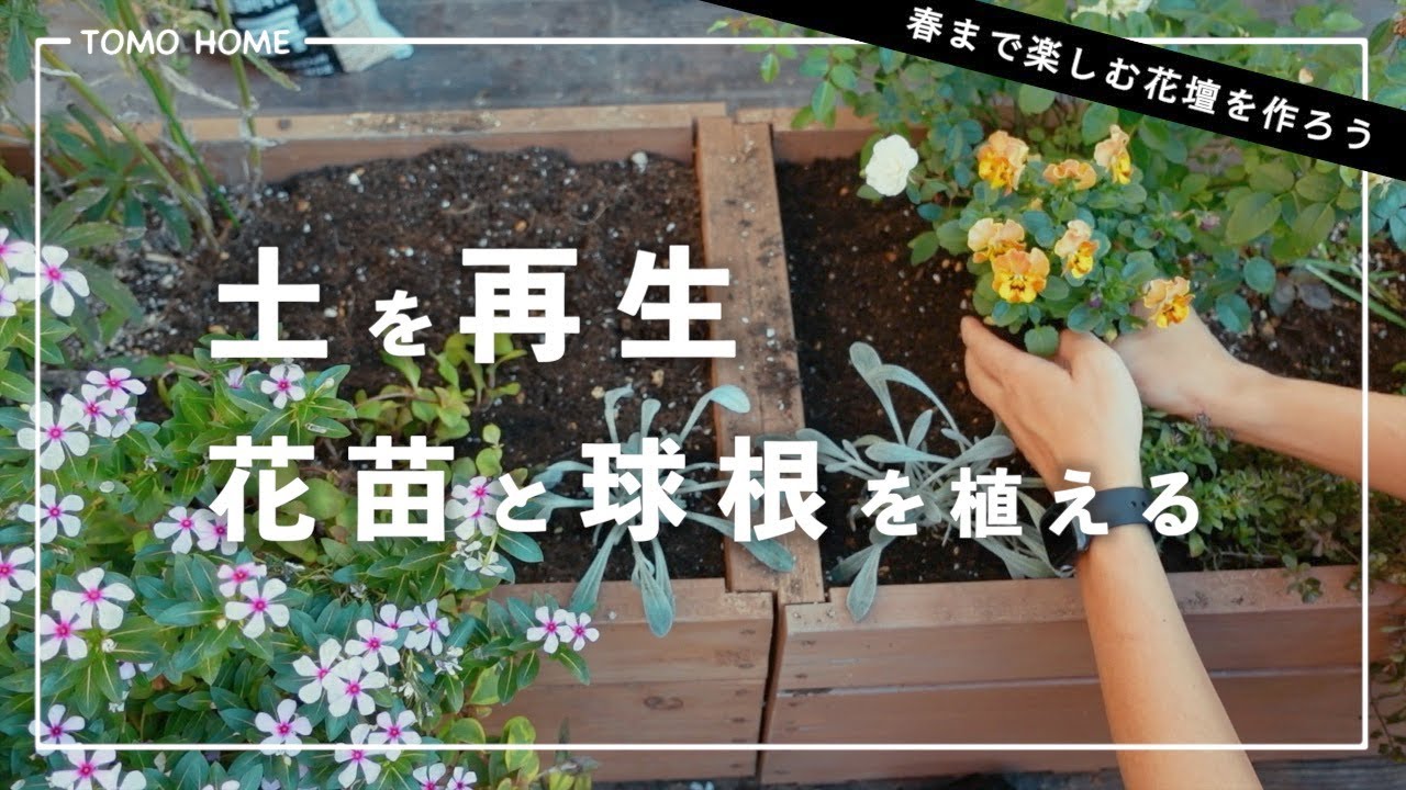 花壇の土を再生して花と球根を植える