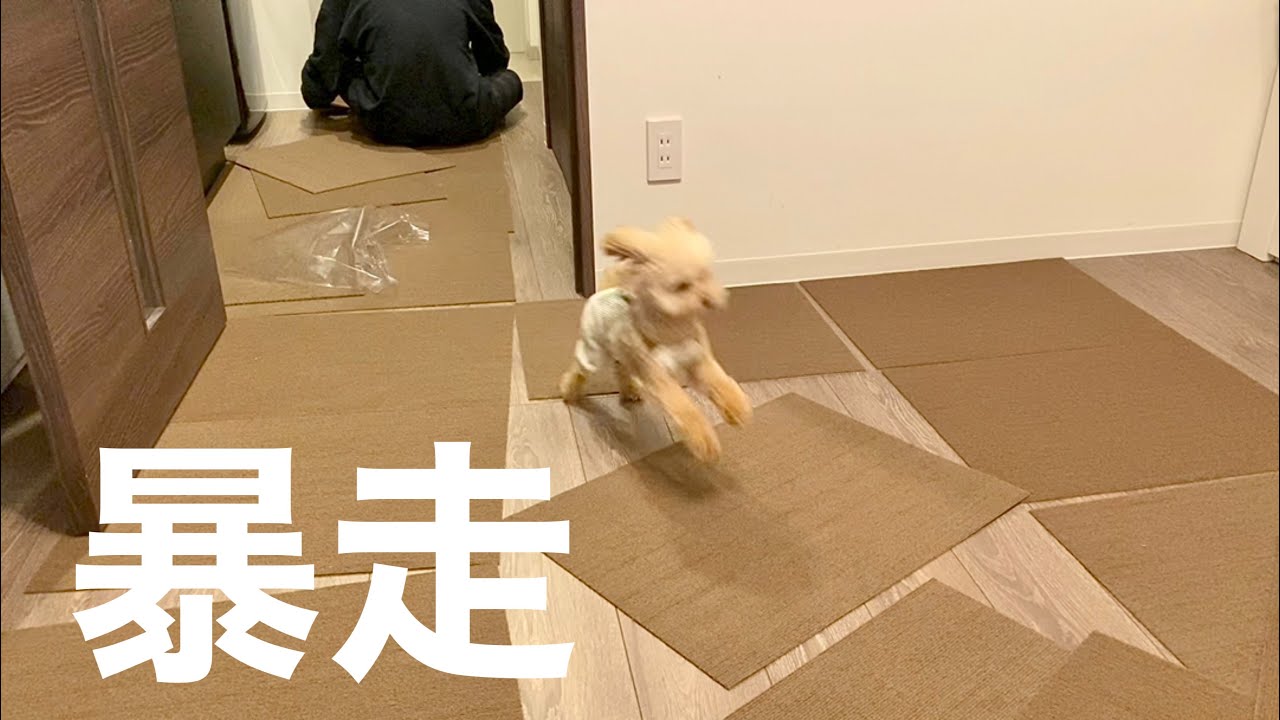 タイルマットを敷いたら喜びのあまり大暴れするトイプードル【模様替え】【DIY】