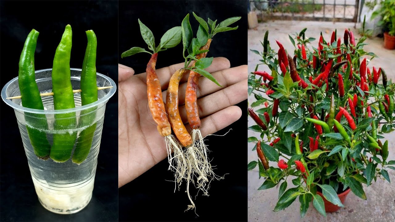 How to Grow Chillies Plant from Cutting Chillies In A Water