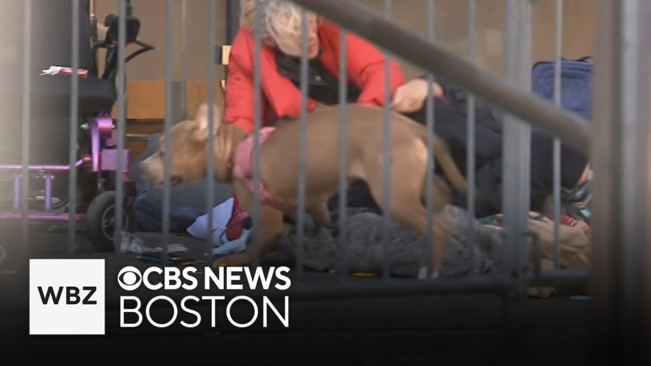 Boston police use Taser to subdue 