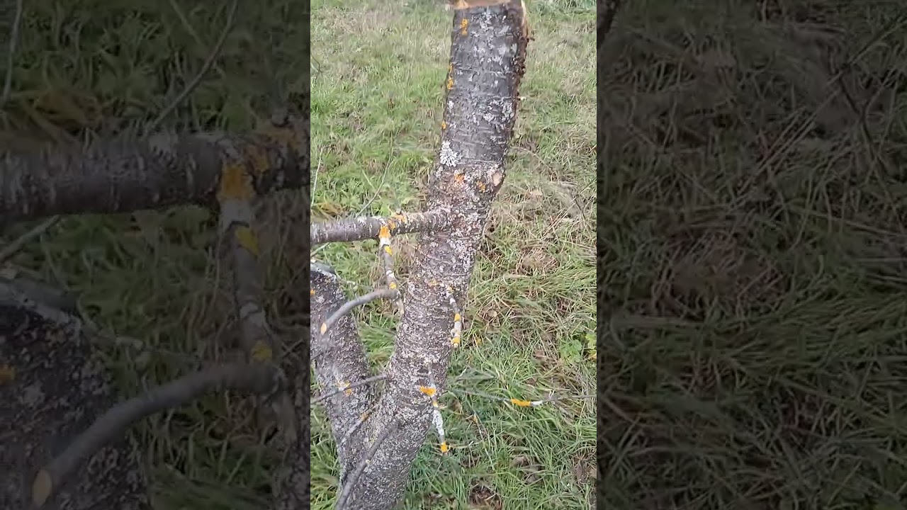 Sour Cherry Tree Pruning Guide: How to Identify and Remove Unwanted Scaffold Branches