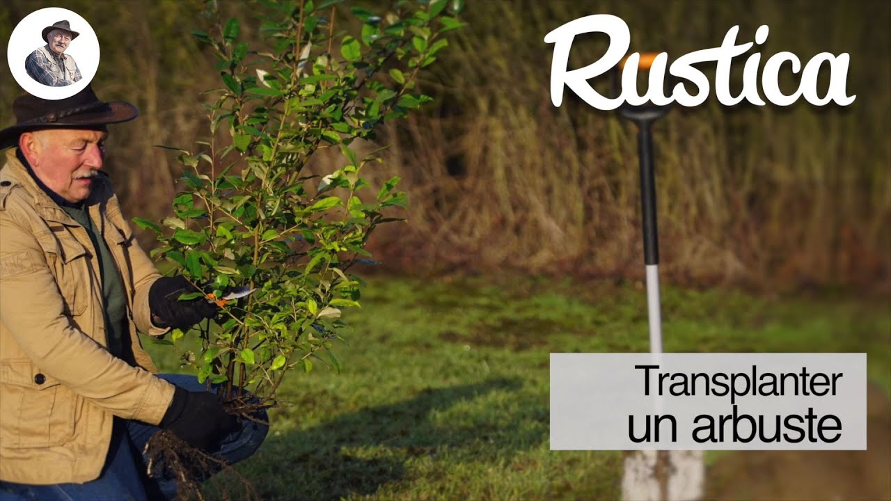 Transplanter un arbuste &agrave; feuillage persistant