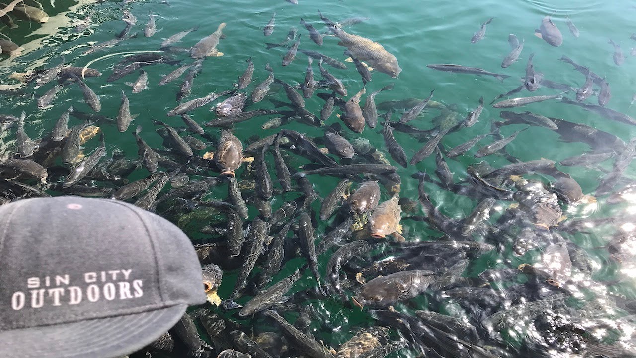 Fishing Overpopulated Striper Waters at Lake Mead, Nevada Using Live Shad