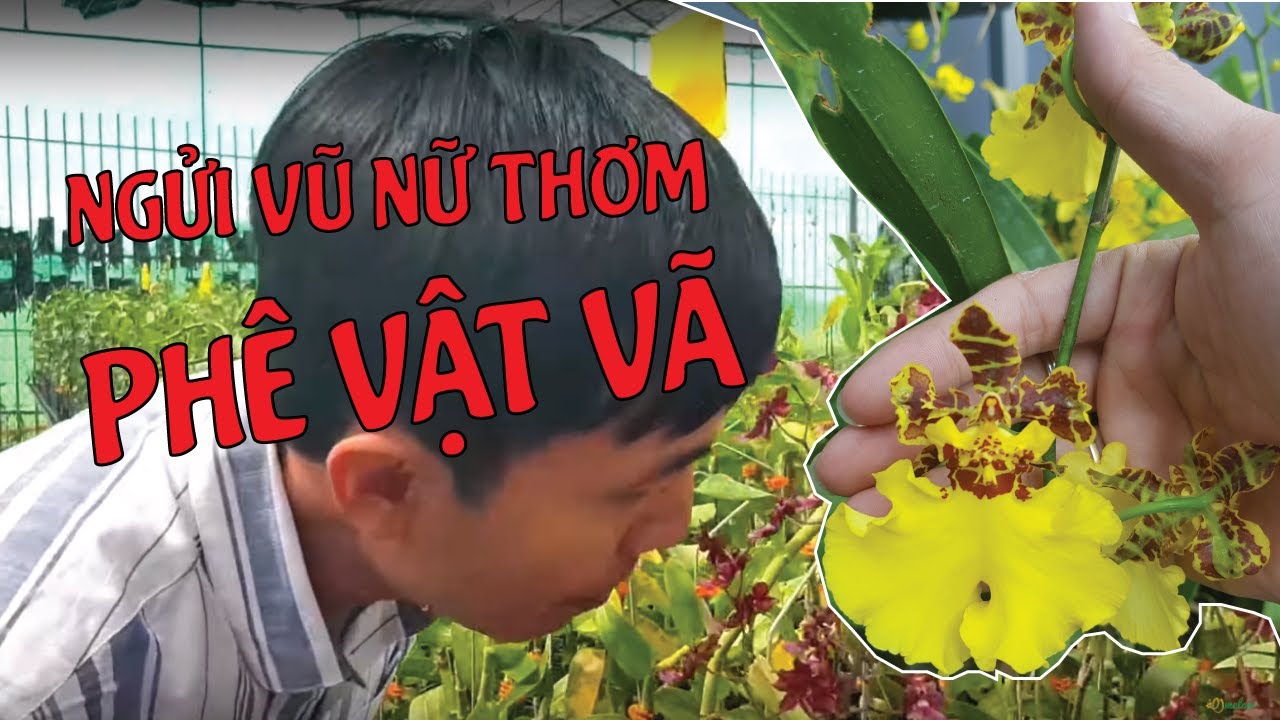 Đừng Thử! Ghiền Đấy... Lan Vũ Nữ Socola Thơm Cực Kỳ | #M&ecirc;LanTV