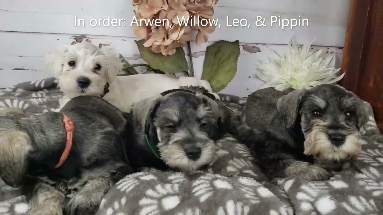 Miniature Schnauzer Puppies 6 weeks old