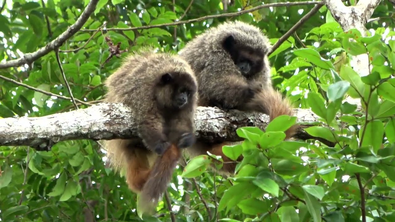 The Brazilian Atlantic Rainforest