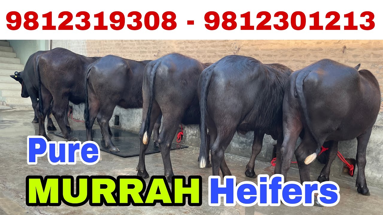 5 Beautiful Murrah Heifer🌹🌹One Pregnant and One Best Pedigree Line Bull available at SDF