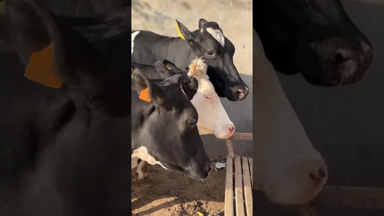 جائزه 2000 جنيه من تاجر الفصيح