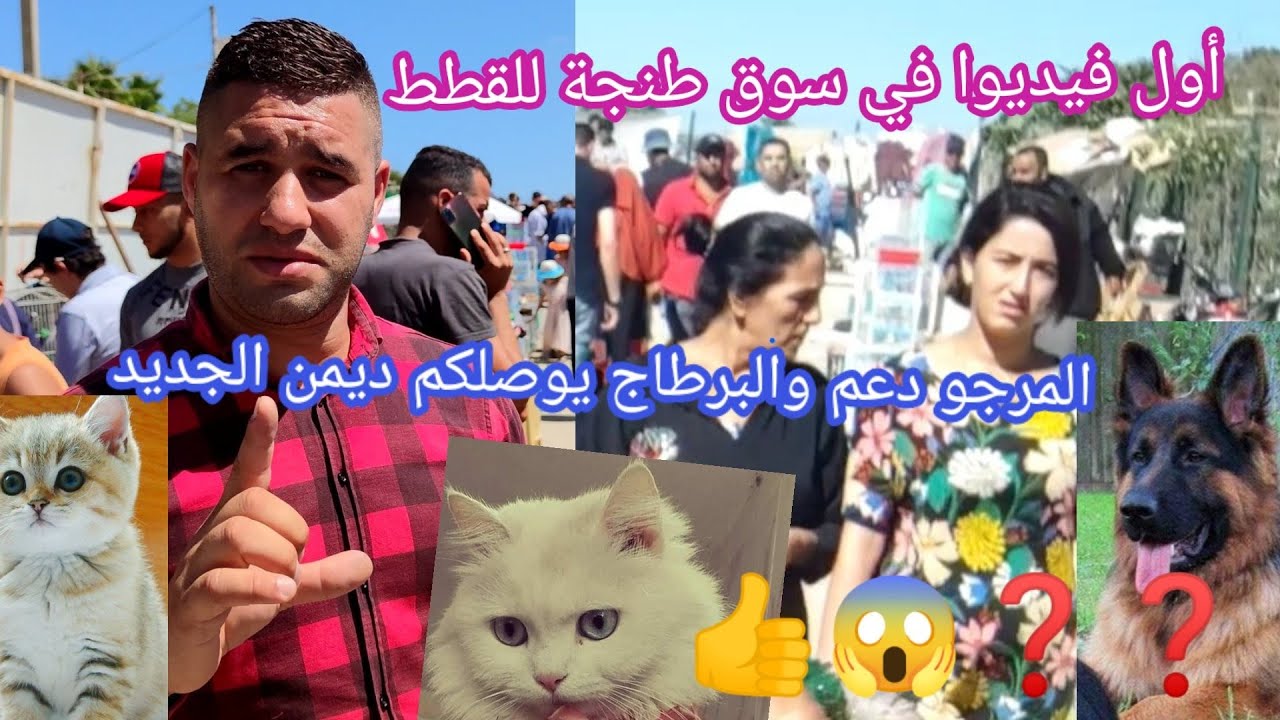 قناة طنجة ترحب بكم في سوق طنجة لبيع وشراء قطط 🐈🐕🦮والمفجأة قطط لتبني 🥰بالمجان mercado de gatos 🇲🇦😱