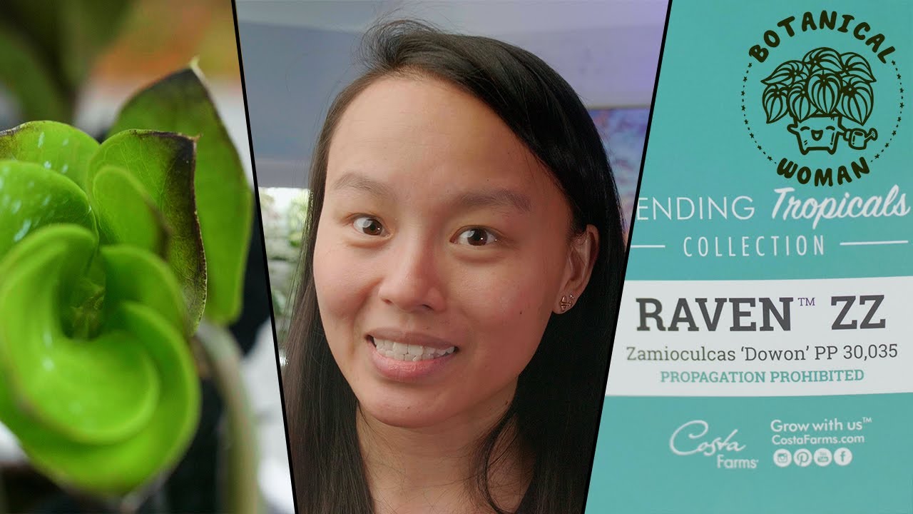 Best Care Tips for your ZZ Raven! Costa Farms Trending Tropicals