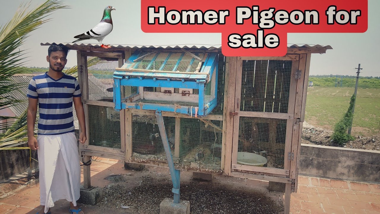 Homer pigeon for sale | pigeon for sale | @Shapetsworld