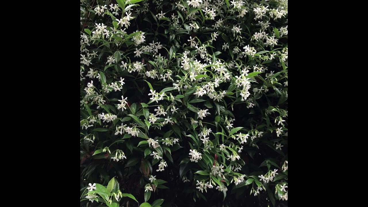Daniel Sparler and Trachelospermum jasminoides or Star Jasmine - NHS Board Members Present