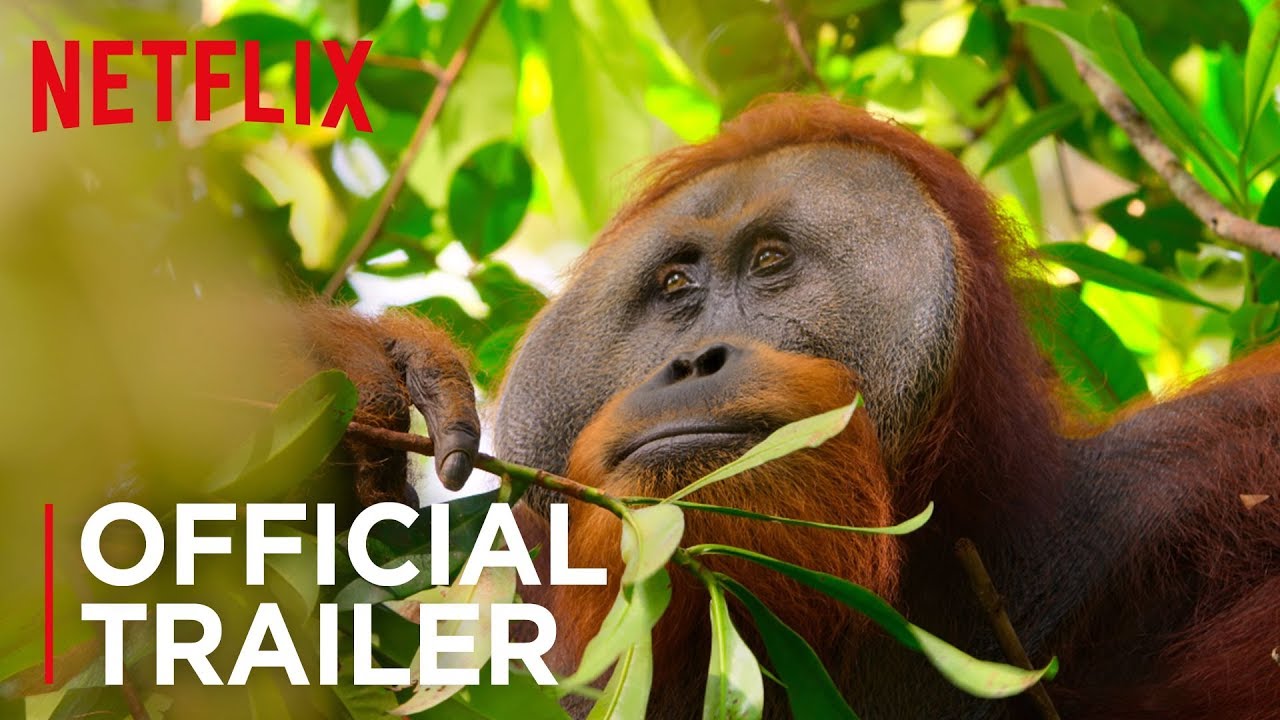 Our Planet | Official Teaser [HD] | Netflix
