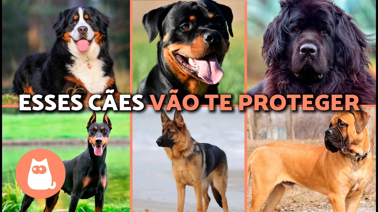 Os 10 melhores C&Atilde;ES DE GUARDA que protegem as crian&ccedil;as e o lar 🐶⚠️🏡 (RA&Ccedil;AS DE C&Atilde;ES DE GUARDA)