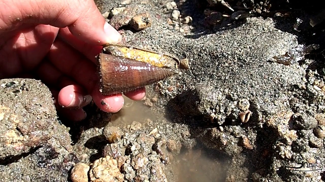 Conus planorbis - Ringed Cone