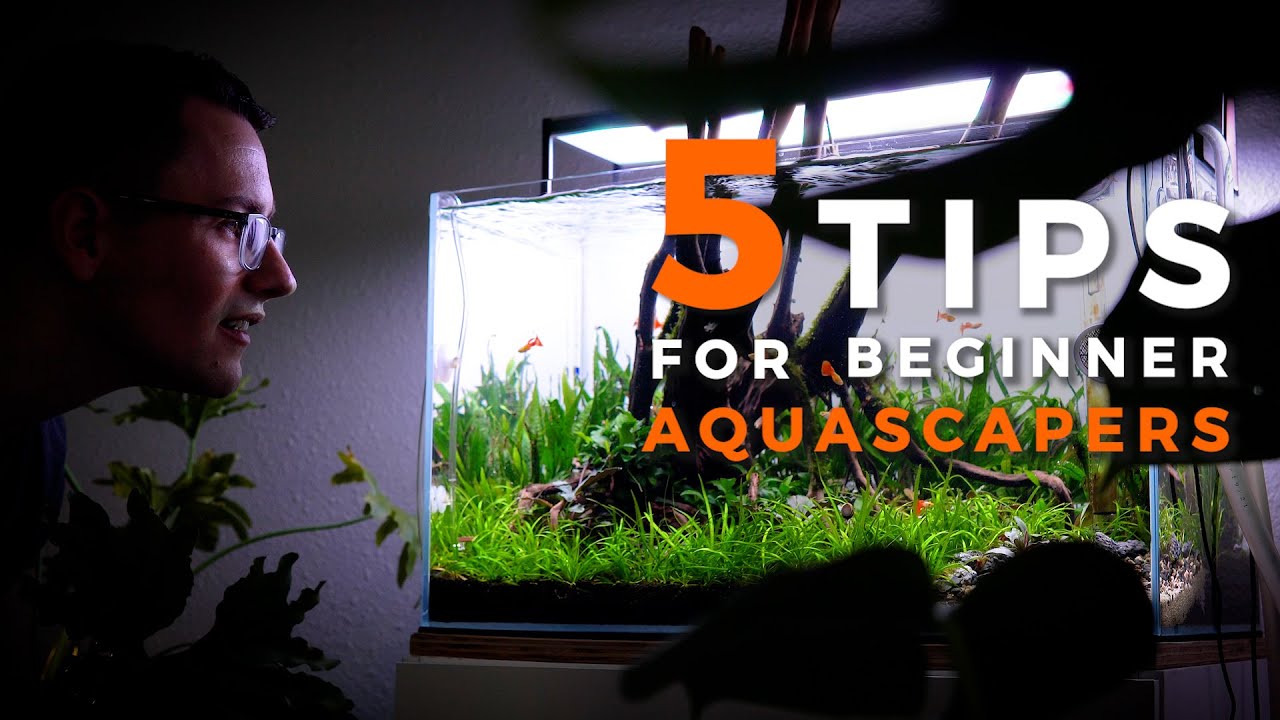 5 Game Changing Tips for Beginner Aquascapers