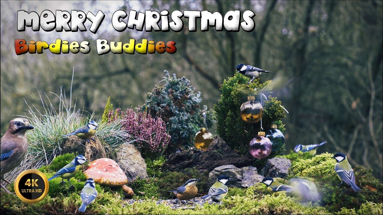 Cat TV for cats to watch 🐈 -  MERRY CHRISTMAS FROM BIRDIES BUDDIES 🦜🌿 (4K)