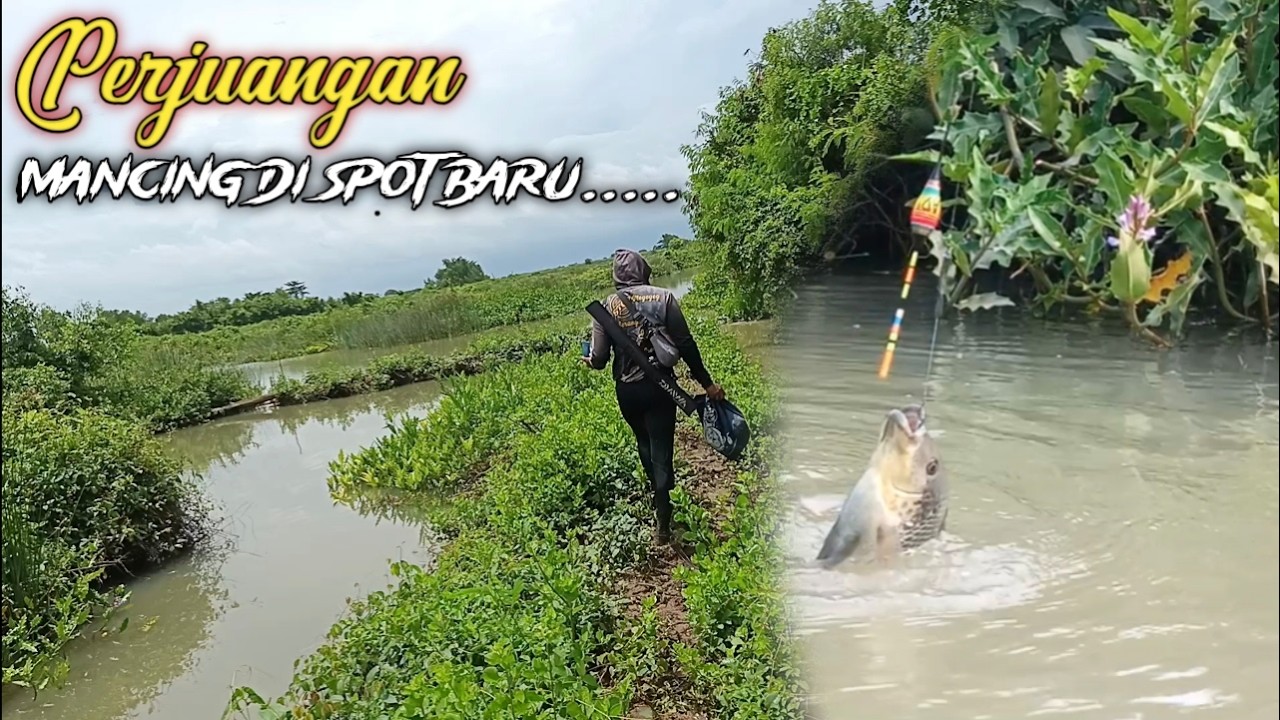 Spot Baru Gacor nya soreee❗❗❗❗#asalnyobok #mancingnilaliar #fyp #mancingbareng