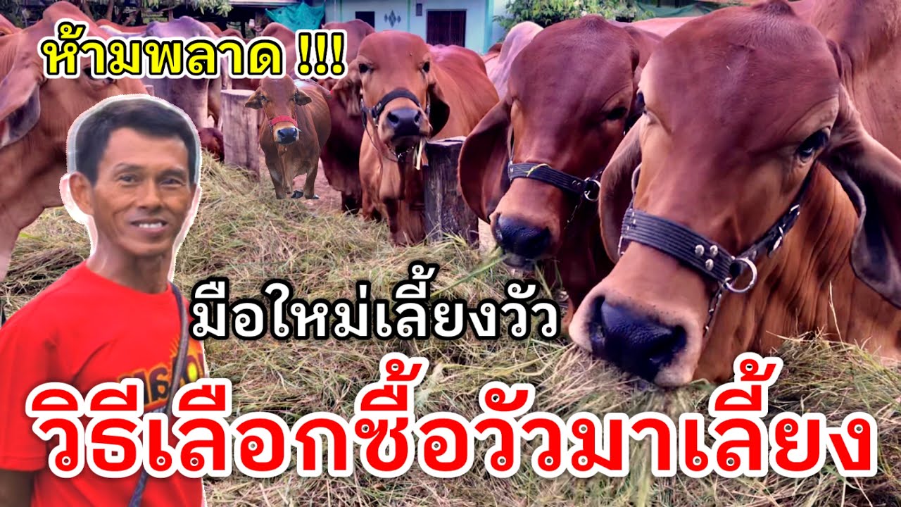 วิธีเลือกซื้อวัวมาเลี้ยง มือใหม่เลี้ยงวัว ห้ามพลาด!!!   |พี่อ๊อด ต.วังมหากร อ.ท่าตะโก จ.นครสวรรค์