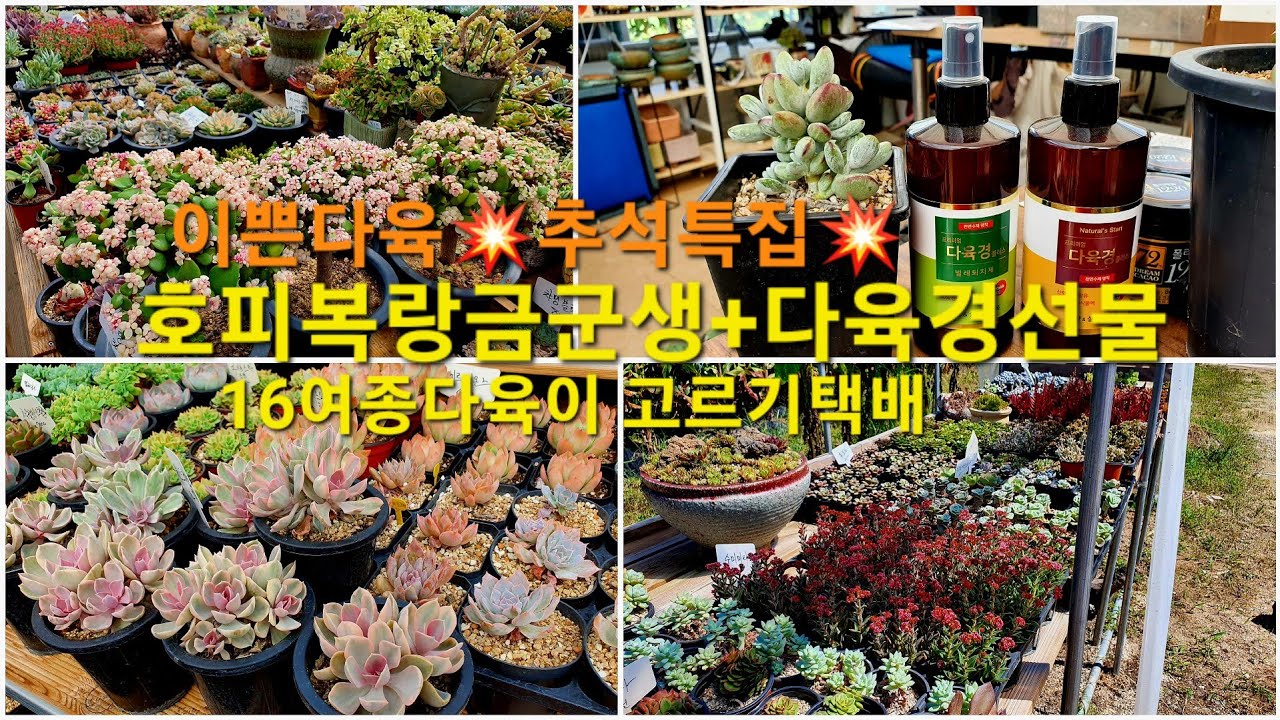 💥추석특집💥160여종다육이 고르기! 호피복랑군생+다육경선물 #이쁜다육 #신상다육이 #다육이이름공부