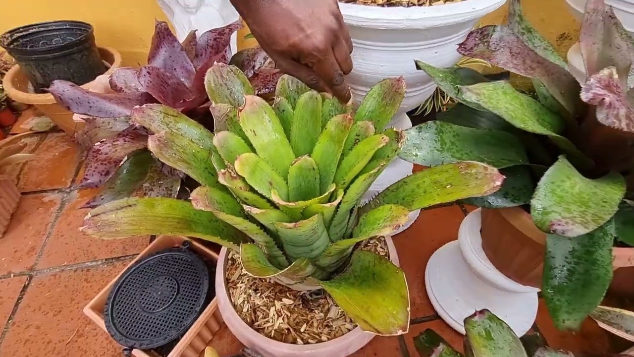 My Garden, My Home Episode 6