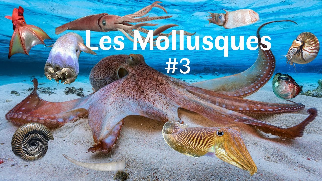 Molluscs (Part 3/3) - Cephalopods (Zoology)
