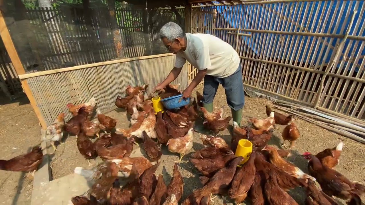 Proses pembuatan pakan mandiri ayam petelor