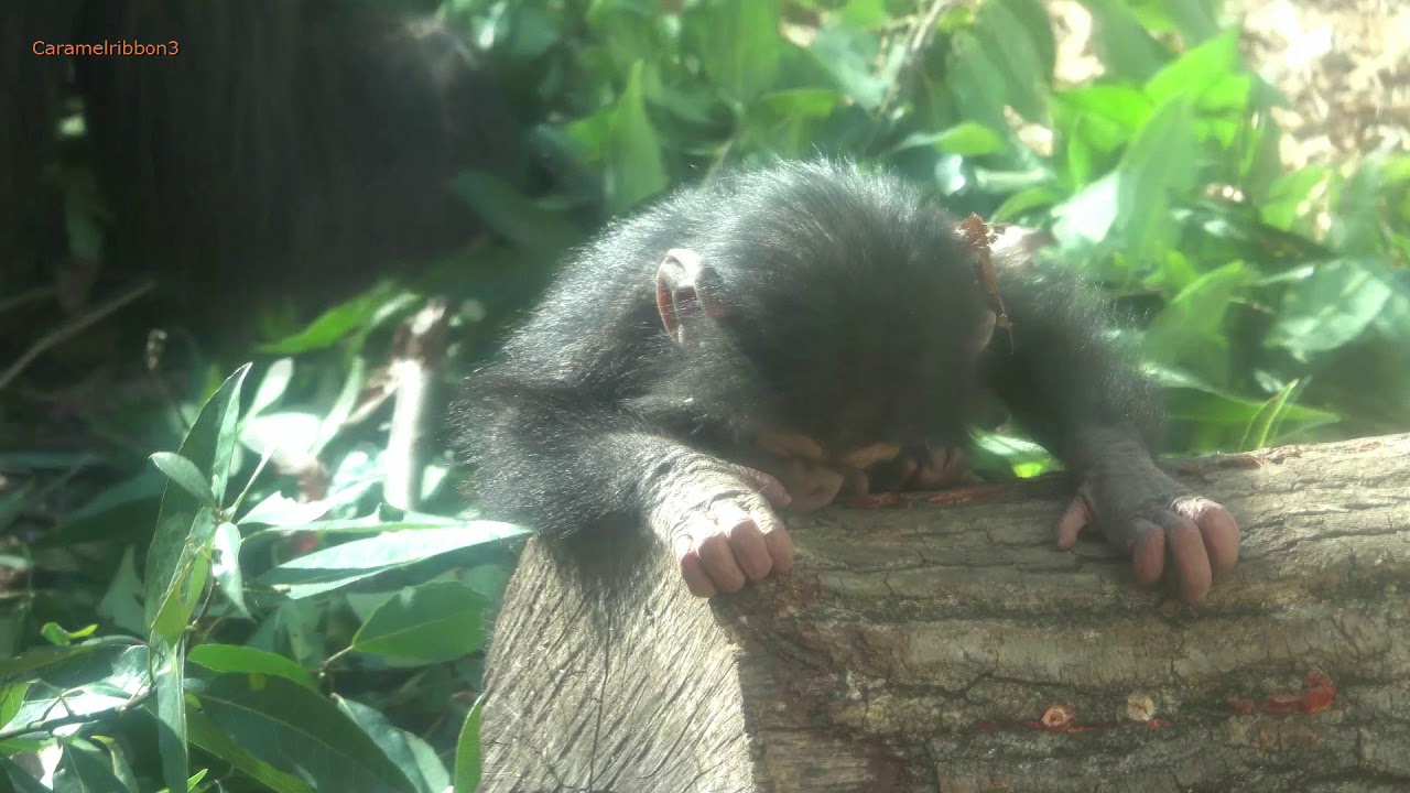 Feb 2020 Tama zoo chimps #4.2 Green leaves and Baby Ibuki's fun time