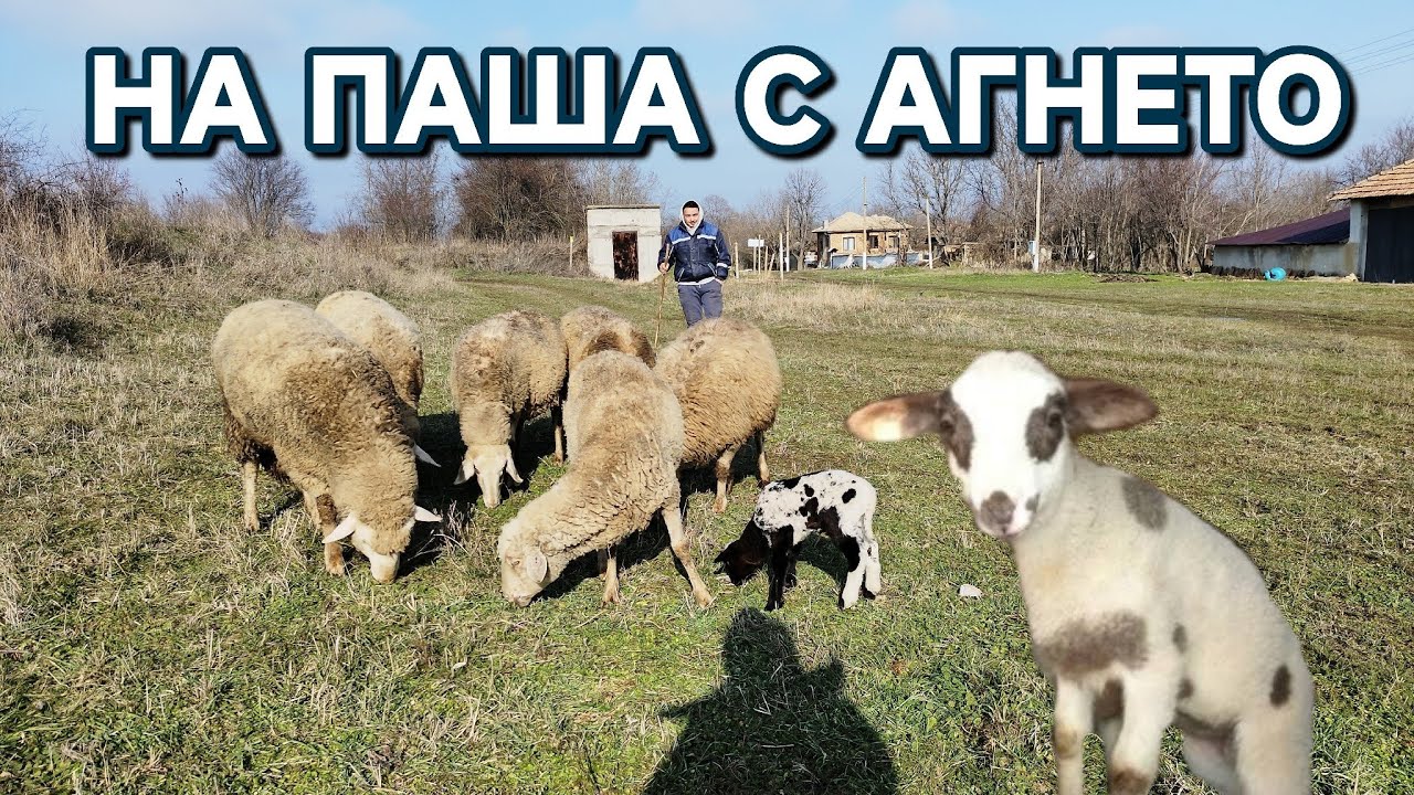 ВЪЗПОЛЗВАХМЕ СЕ ОТ ХУБАВОТО ВРЕМЕ ИЗЛЯЗАХМЕ НА ПАША #farming #puppy #animals #villagelife #dog 
