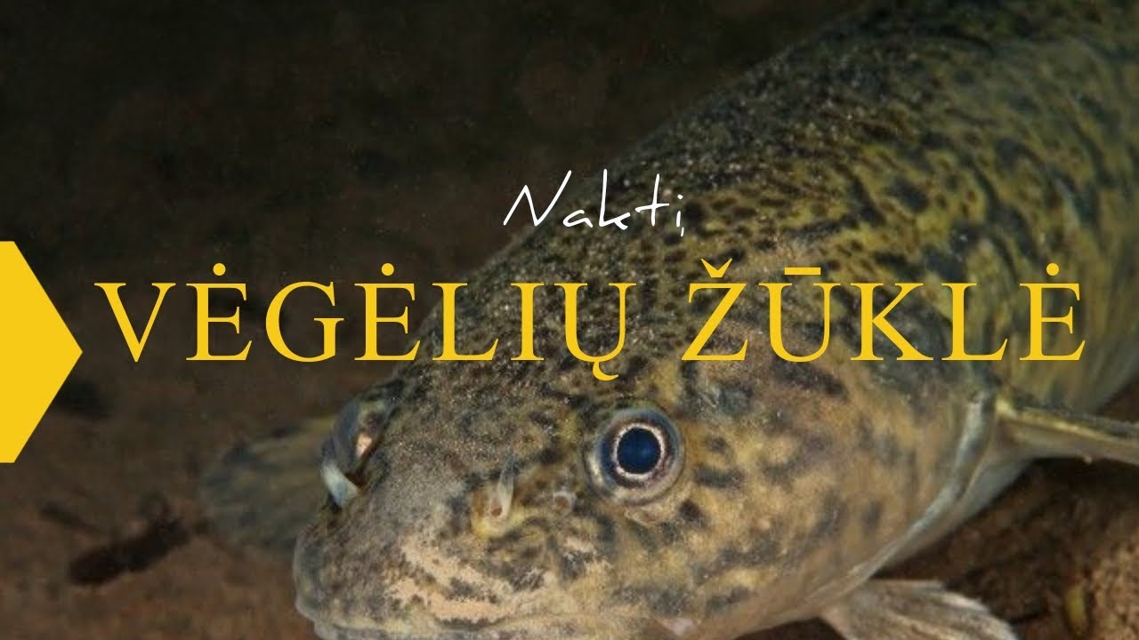 Kablys. Paslaptingųjų vėgėlių žūklė: kokio tikėtis likusio sezono? 2020.12.05
