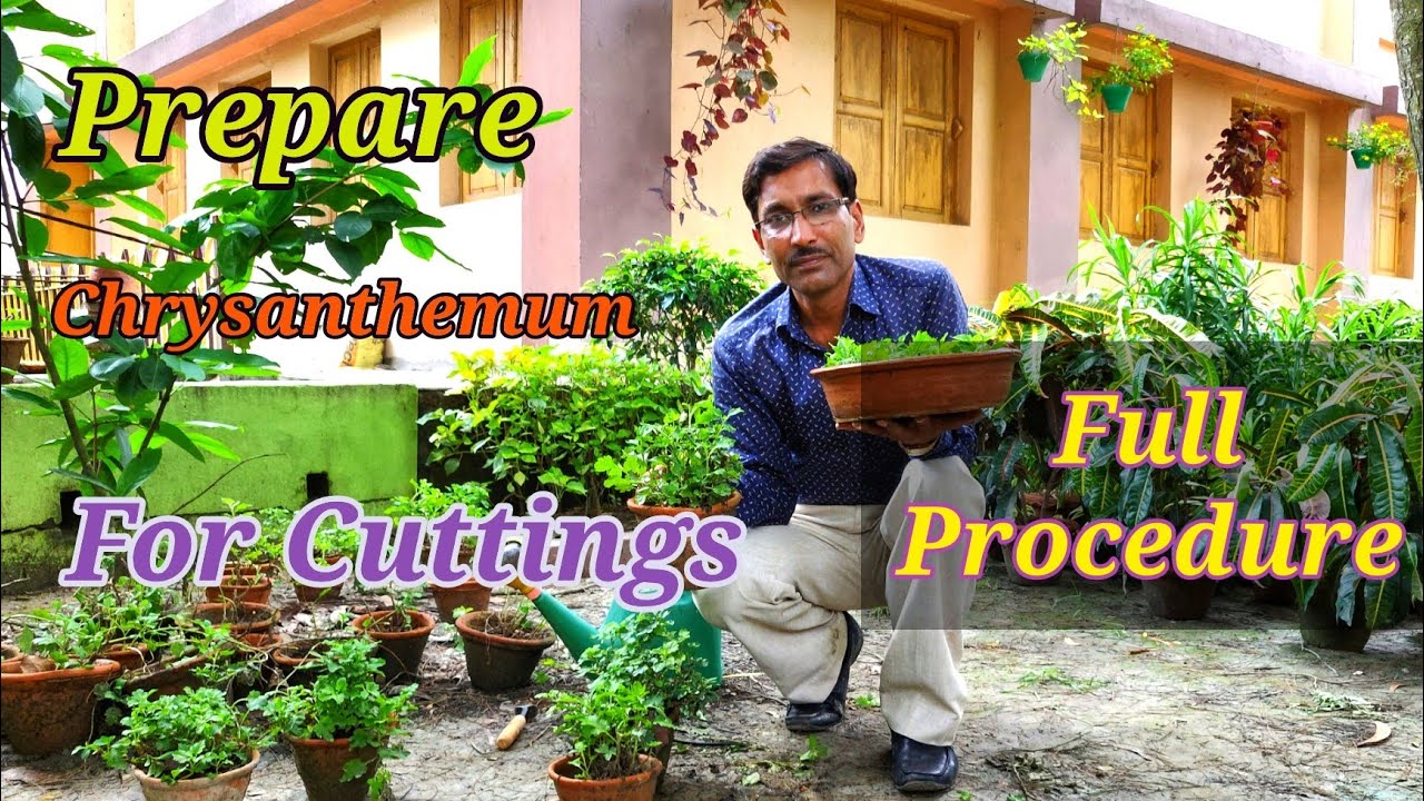 How to Prepare Chrysanthemum / Guldaudi Plants for Cuttings..// The Full Procedure.