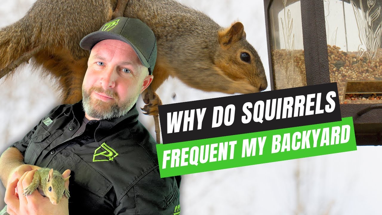 Why Are Squirrels Attracted to My Yard?