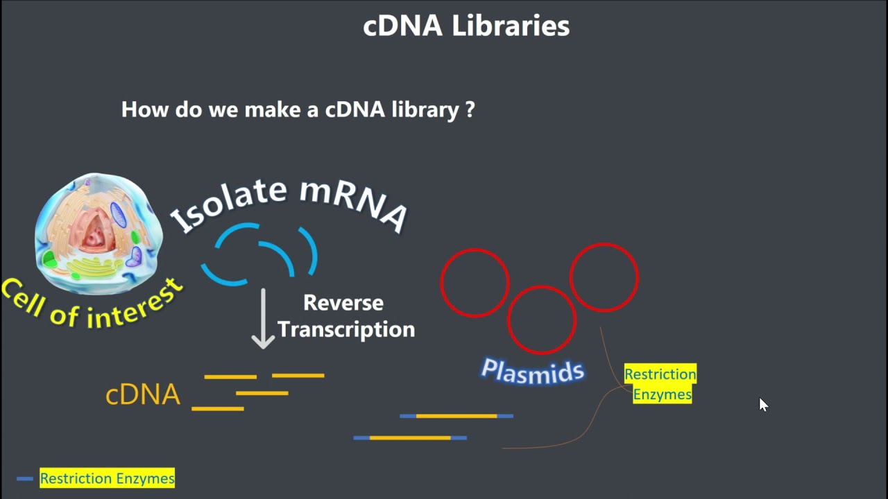 cDNA Library