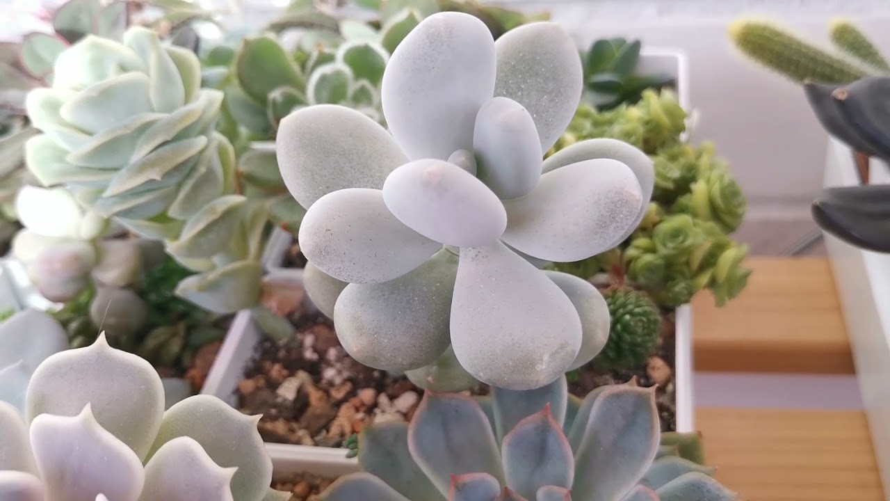 Обзор моих суккулентов.
