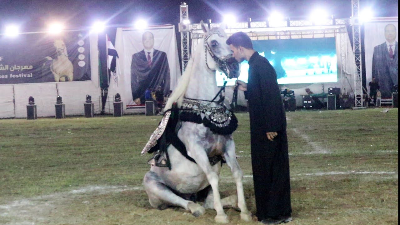 أسد ابوباشا بطل الشرقية و ابراهيم غزال مهرجان الشرقية الخامس و العشرين لأدب الخيول العربية
