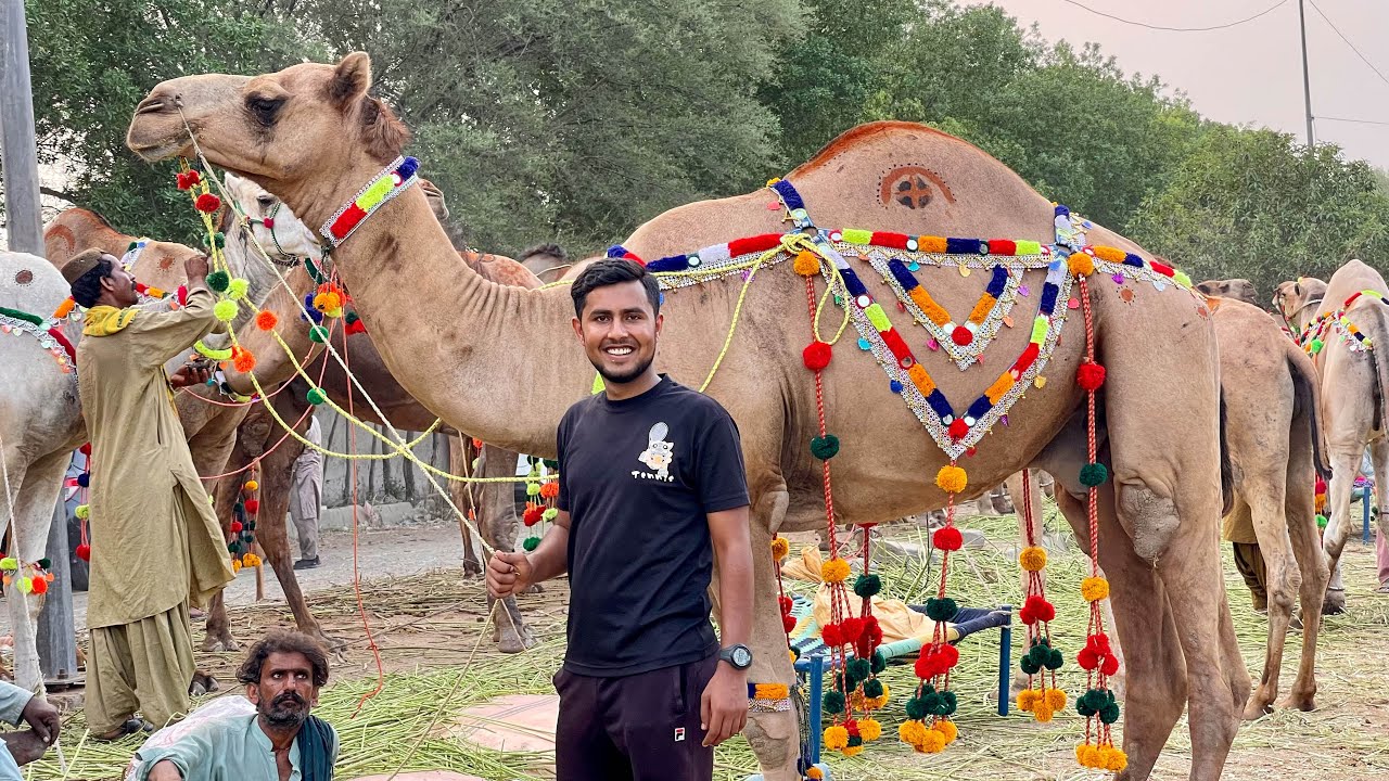 Lahore Cow Mandi Gaye Aur….🐄🐪