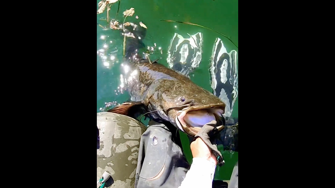 Baru di lempar langsung strike tapah besar mancing ikan tapah monster  #fishing #mancingikan #ikan
