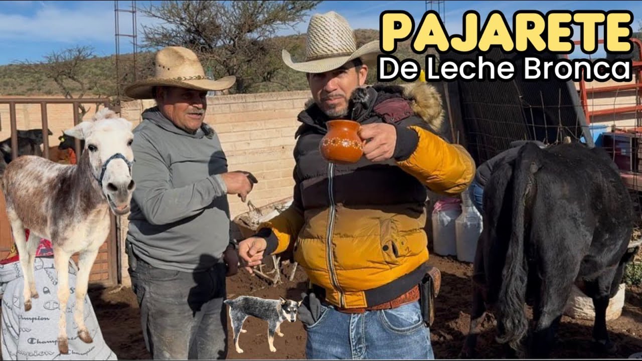 Pajarete De Leche Bronca De Vaca, Recien Ordeñada A Mano.