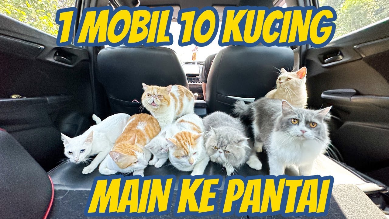 1 MOBIL VS 10 KUCING OTW PANTAI