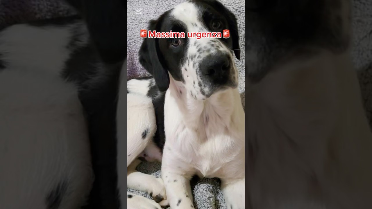 🚨#URGENTE 🚨Banny Cerca Casa, Anche Temporanea #shorts #urgente #help #puppy #dog