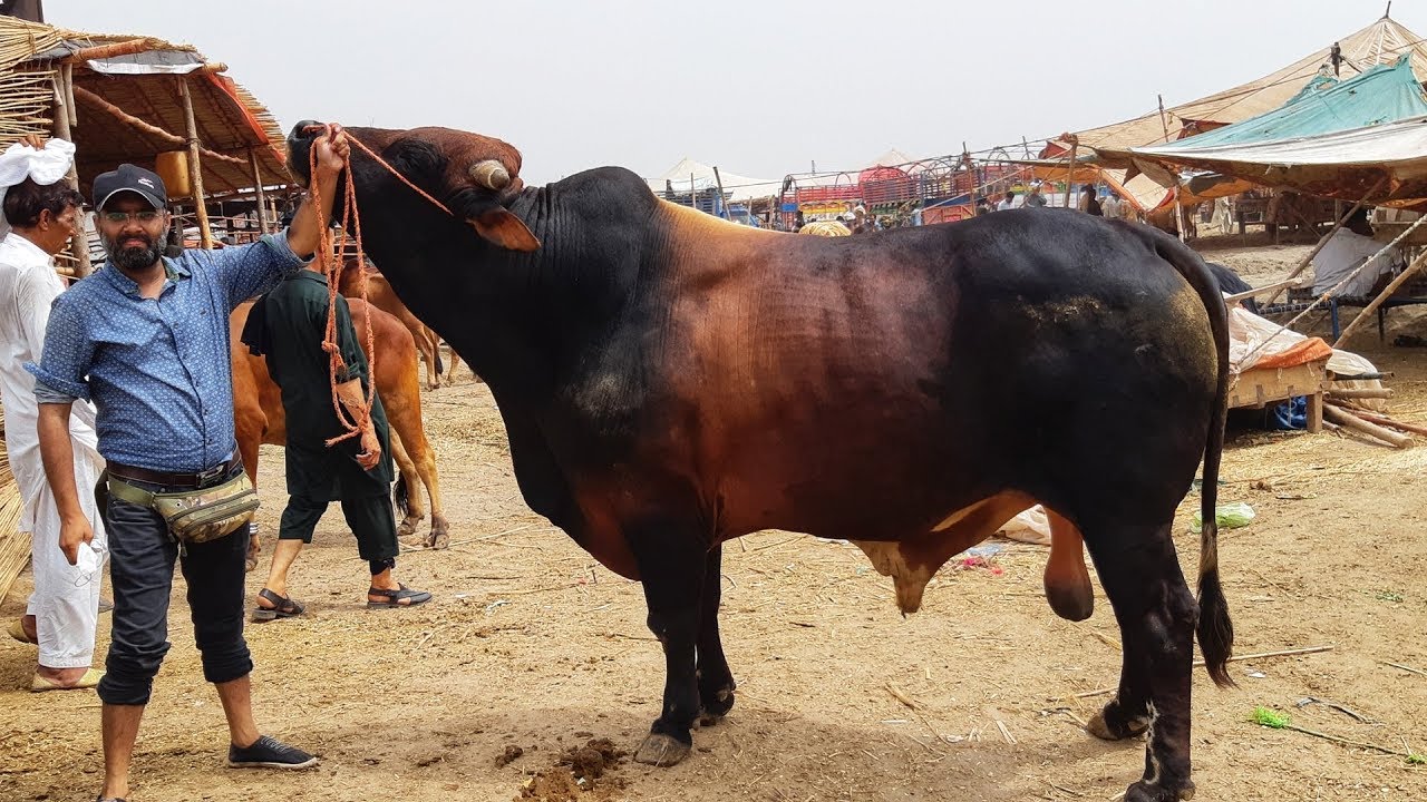 SUB SE BEHTAREEN WAQT UB... Bakra Mandi 2019