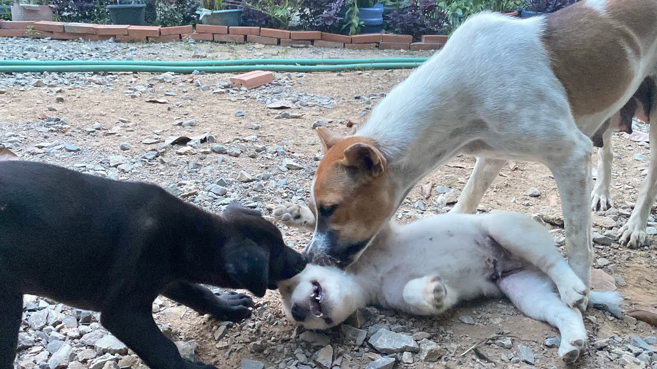 So Funniest 😂 puppy with mom really laughing 
