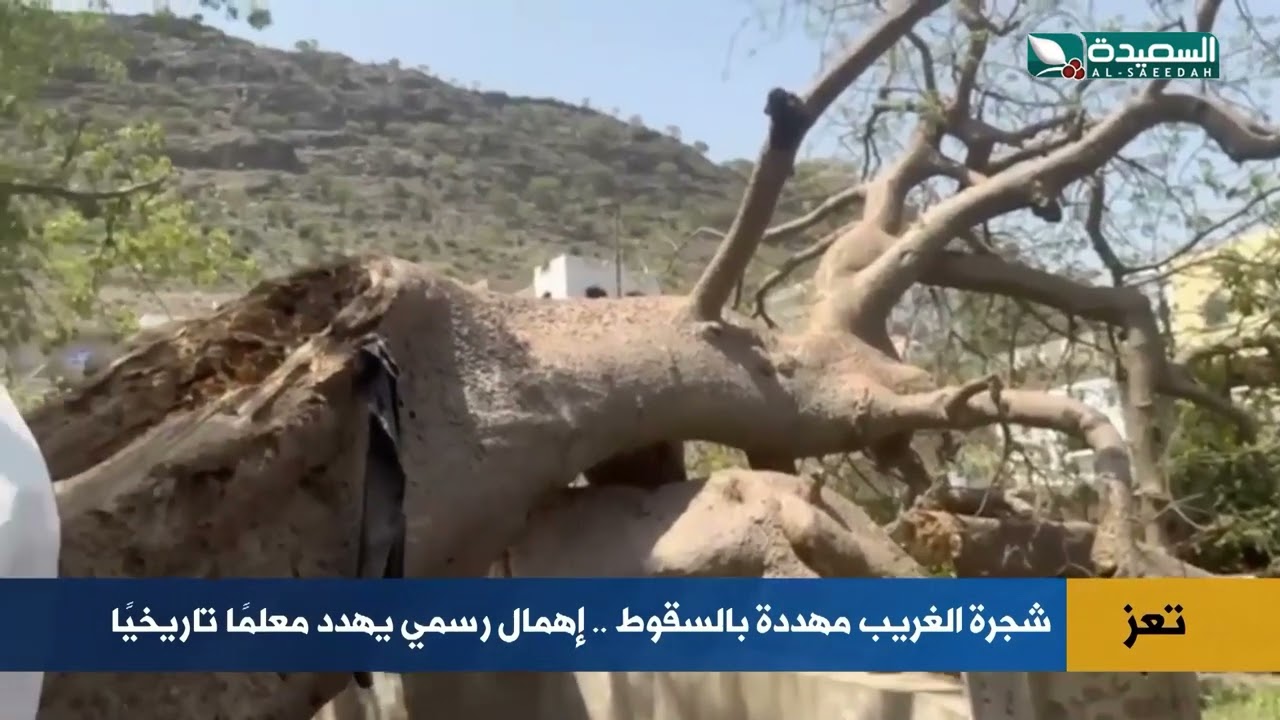 شجرة الغريب في تعز تنهار بصمت.. وأصوات تطالب بإنقاذها قبل فوات الأوان!