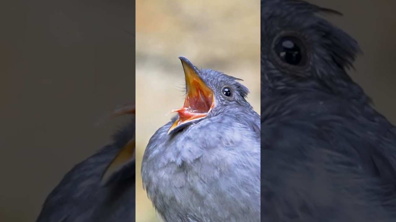 ambulance siren sound| cute bird| 