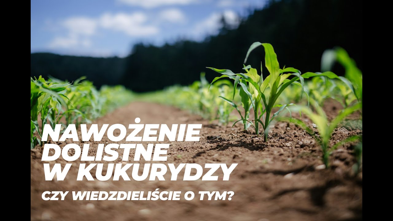Nawożenie dolistne w Kukurydzy - czy wiedzieliście o tych tym co najważniejsze?