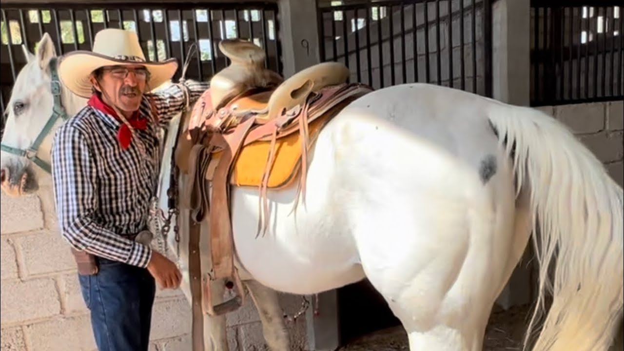 MONTURA MEXICANA Y MONTURA TEXANA DIFERENCIAS Y SIMILITUDES  #MartinLoza #parientesdelrancho