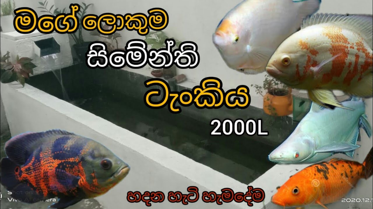 How to build fish pond #Sri Lanka# #pond#  part 1
