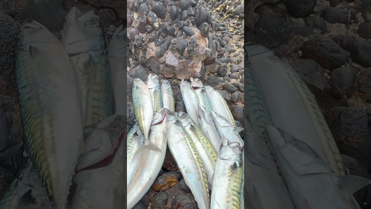 Sea Fishing Uk Scotland Mackerel Rod  fishing another good session #seaangling #seaangler