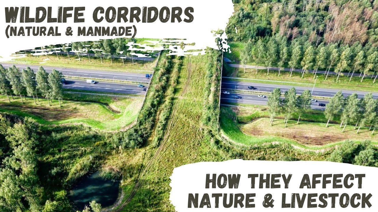 Wildlife Corridors and Why They Matter