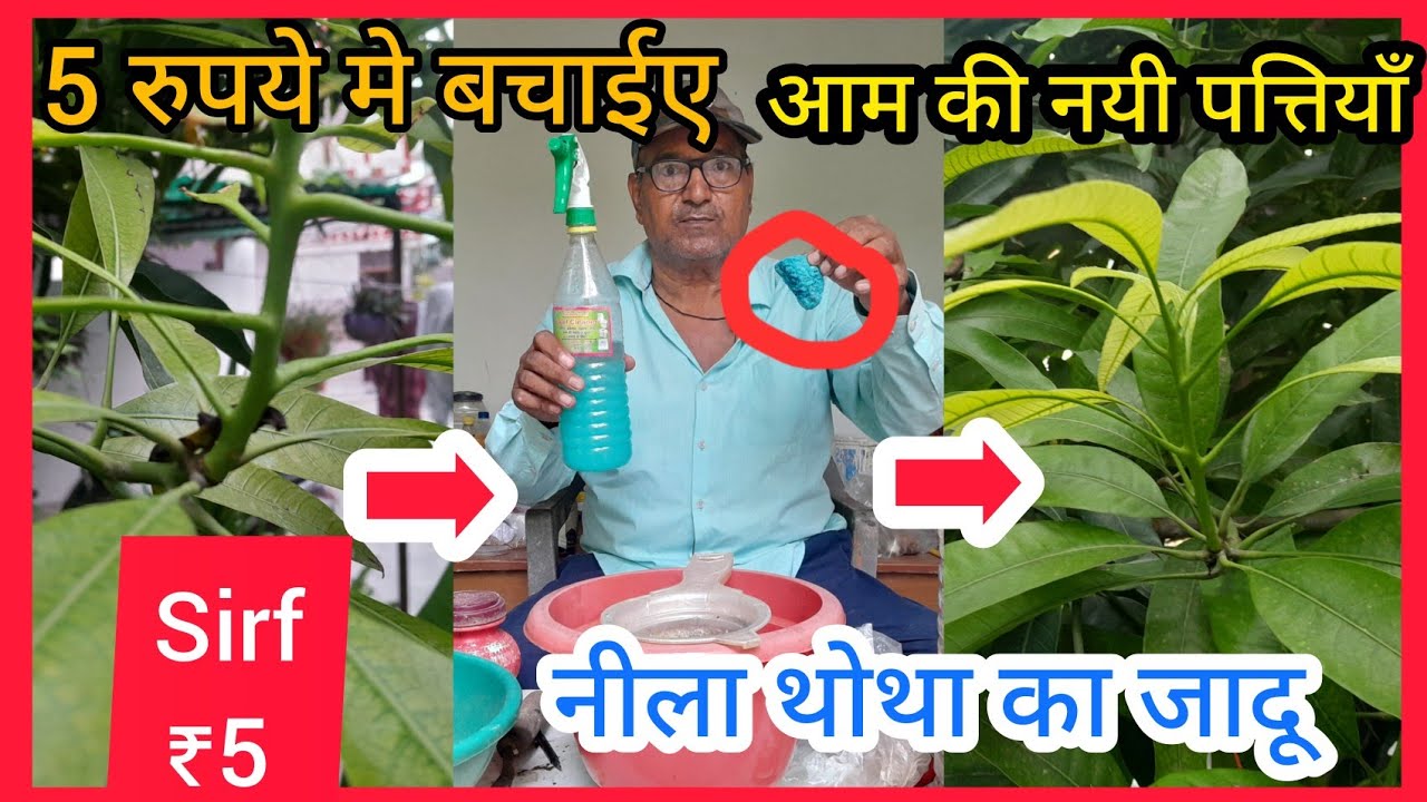 सिर्फ 5 रुपये में बचाएं आम की नई ग्रोथ/नीला थोथा का जादू